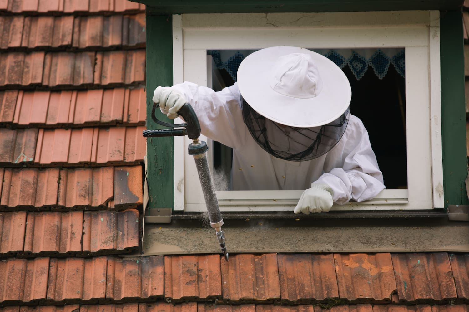 Wespenbekämpfung vom Fenster aus